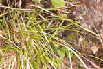 Emmons' sedge